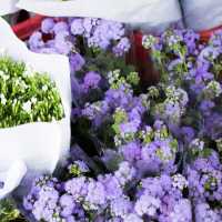 Unique Quirky Plants at Mongkok Flower Market