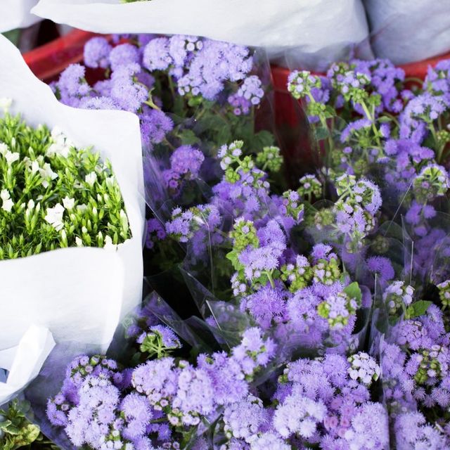 Unique Quirky Plants at Mongkok Flower Market