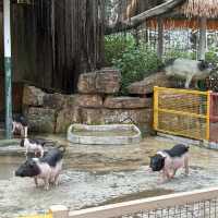 【 近距離觀賞大型野生動物。購票優惠攻略 】  