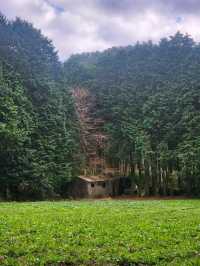 🌲포토스팟이 가득한 나만알고싶은 제주동쪽 "비밀의숲"🌲