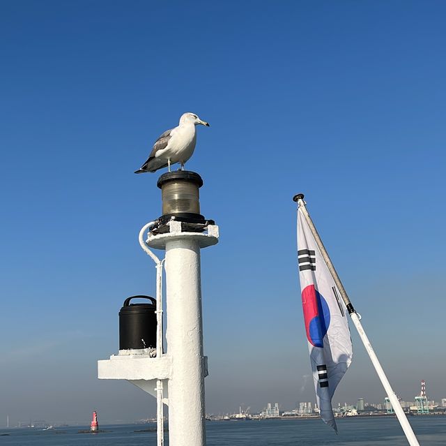 갈매기에게 새우깡 먹이 줄 수 있는 인천 영종도 배⛴️