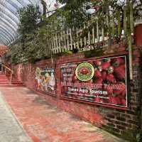 BOH, Big red & Raju’s Hill Strawberry Farm