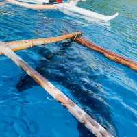 Whale Shark Encounter in Oslob