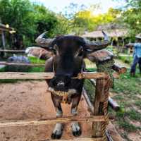 ชมหมู่บ้านชนบทไทย จำลอง