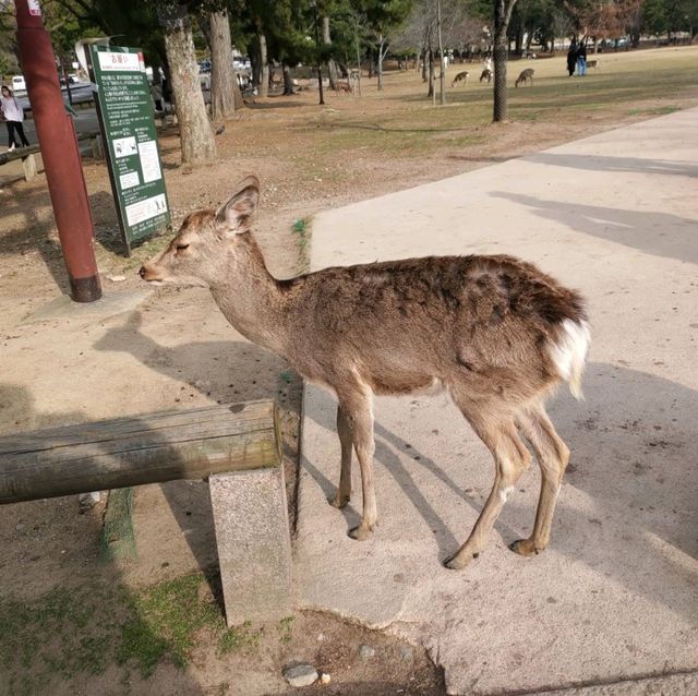 Feeding Nara Deer Everywhere 