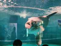 【山口】市立しものせき水族館・海響館