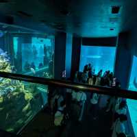 【ぜひ遊びに行って欲しい！】大阪最大の水族館