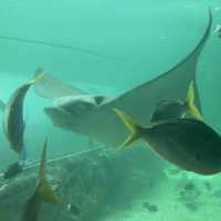 Sydney SeaLife & Wildlife Attractions