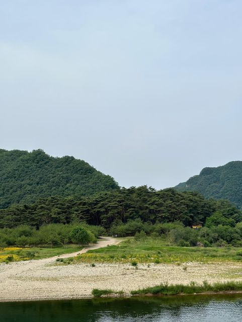금계국 가득 핀 영월 청령포🌼