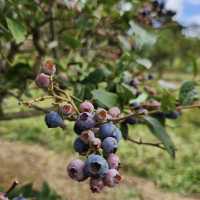 Rocky Creek Strawberry Farm