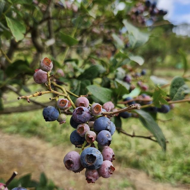 Rocky Creek Strawberry Farm