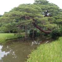 金澤兼六園 日式宮廷園景🗾