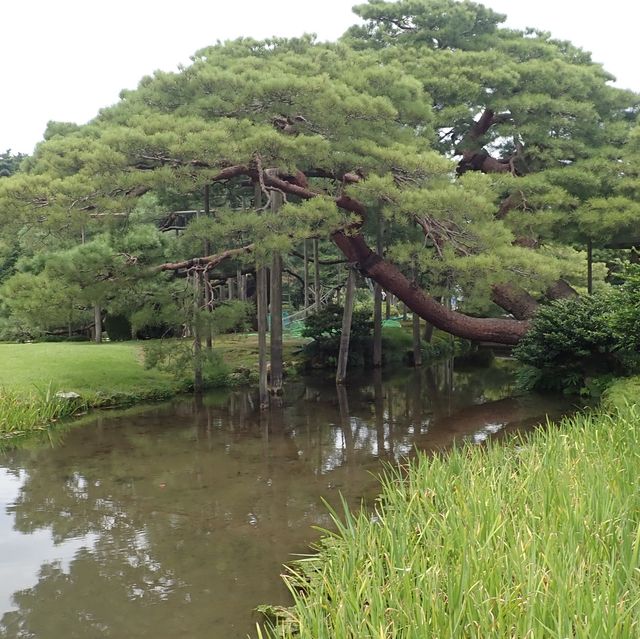 金澤兼六園 日式宮廷園景🗾