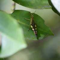 Wildlife at Sungei Buloh