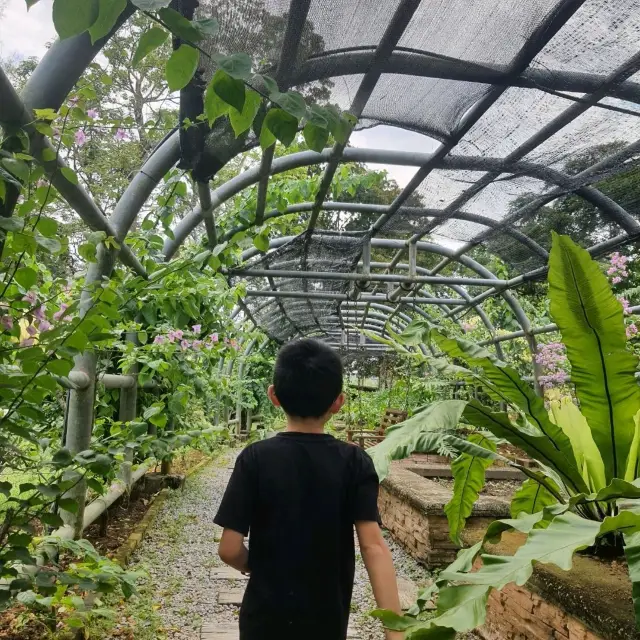 Bouganvillea Tunnel 