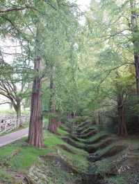 六甲山牧場—帶娃必去！