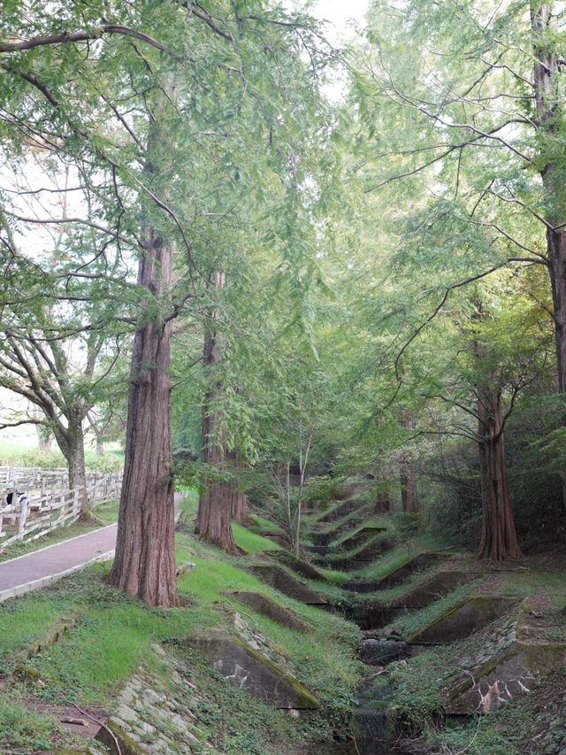 六甲山牧場—帶娃必去！