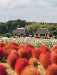 紅海漫遊驚艷絢爛🌺🌊🏞️ 國營常陸海濱公園