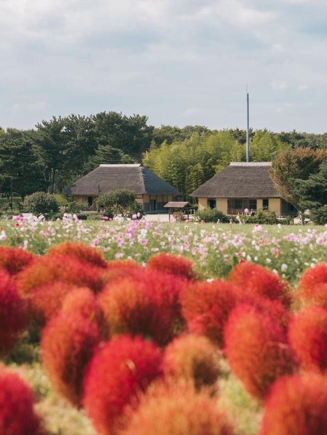 紅海漫遊驚艷絢爛🌺🌊🏞️ 國營常陸海濱公園