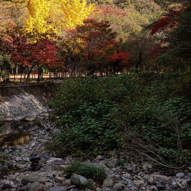 Beautiful Autumn View of Naejangsan Park 