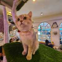 Cozy time at Caturday Cat Cafe