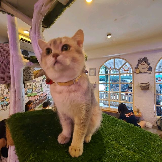 Cozy time at Caturday Cat Cafe