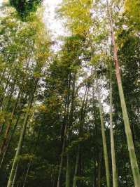 都内にある隠された秘境🫧緑豊かな渓谷🌿🕊‎【等々力】
