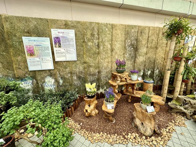 香港公園 — 球根植物展覽