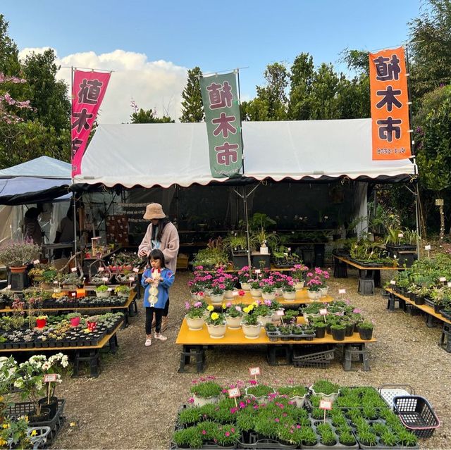 沖繩賞櫻🌸 #八重岳櫻花