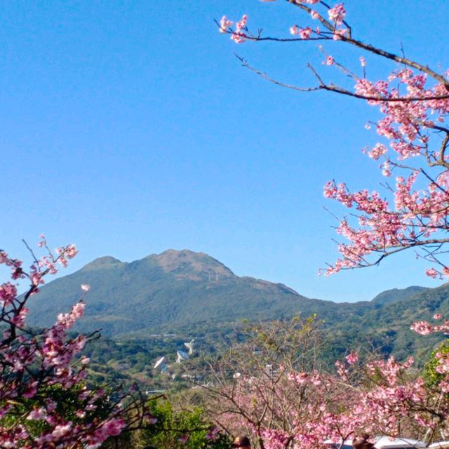 ［陽明山 美景］平菁街42巷櫻花盛開