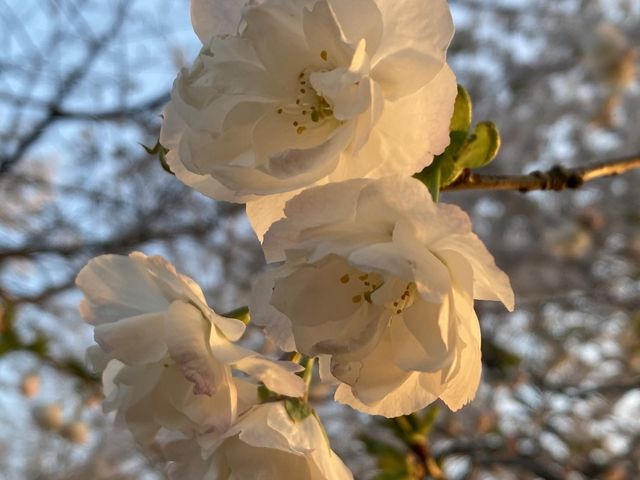 It’s Almost Sakura Season in Japan 🌸