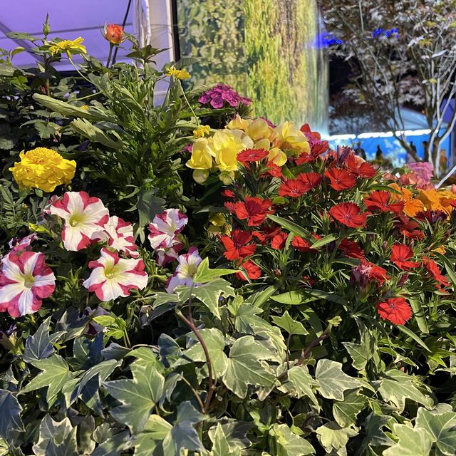 返嚟啦，返嚟啦，2023香港🌸🌹🌻花卉展覽