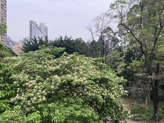魚木樹花海