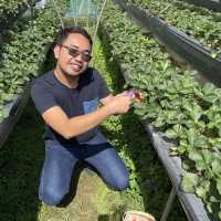 Strawberry Picking Time!