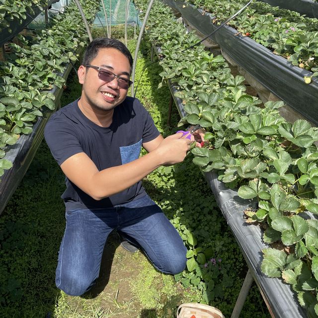 Strawberry Picking Time!