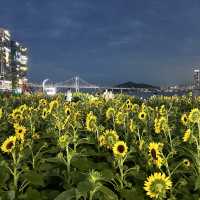 부산여행 광안리 해수욕장 해바라기 🌻