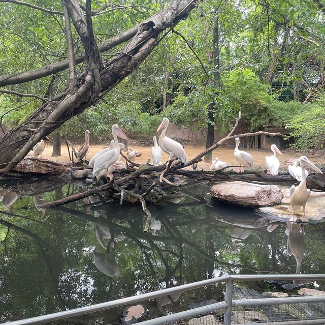 🇹🇭泰國曼谷| Safari World親子遊好去處