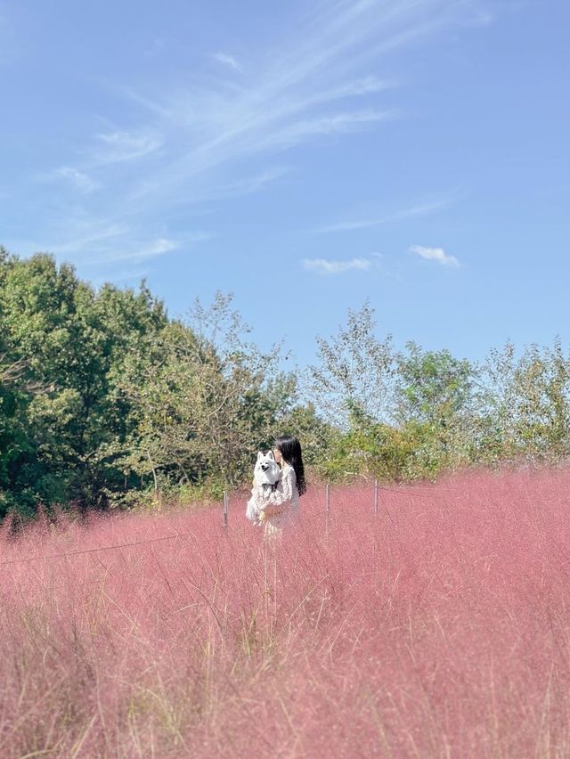 분홍빛 가득 물든 청주 카페 다게르💖