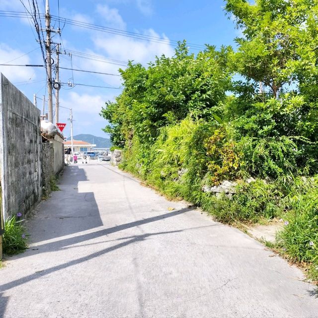 【沖縄 座間味島】座間味島の島めぐり🌺村の中を歩く