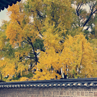 Ginko Tree at Sungkyunkwan Seoul