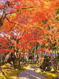 【ROKU京都】京都で最大の屋外温泉プール&紅葉が美しい日本庭園