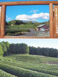 【静岡】茶畑も桜エビも堪能しちゃおう旅🏔️🌸🦐