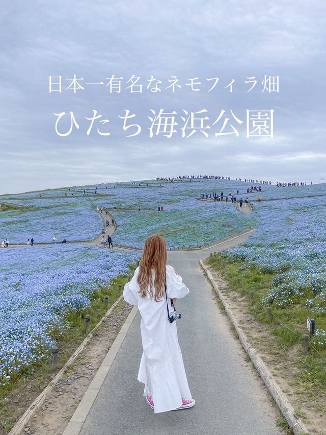 世界中で大人気！茨城のネモフィラ畑人混みを避ける裏技
