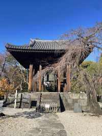 【東京都/増上寺】2023年行ってよかった！東京都の寺院