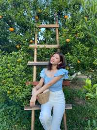 ถ่ายรูปสวยๆที่สวนส้มจินู(ม่อนแจ่ม)