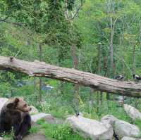 Open-air musuem And zoo (Skansen)