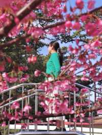 【日本一早咲きの桜】土肥桜祭り