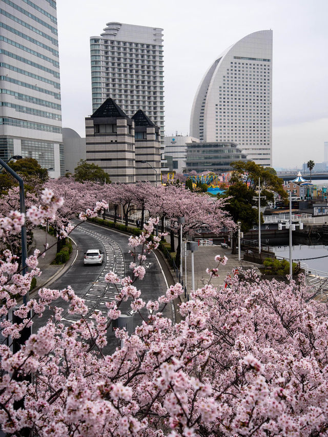 【春の横浜もおすすめ！✨】神奈川県で見れるおすすめの桜スポット！🌸
