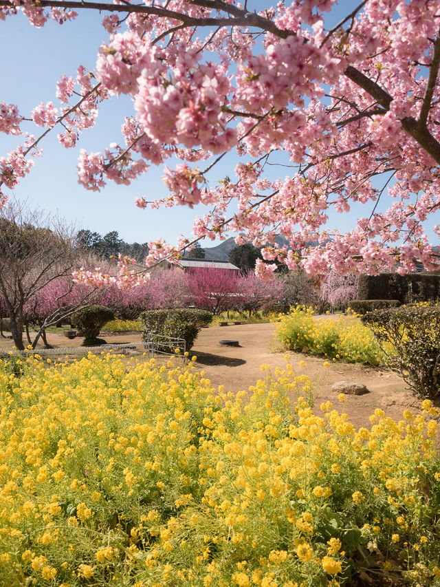 三重県で見れる河津桜スポット2選！🌸