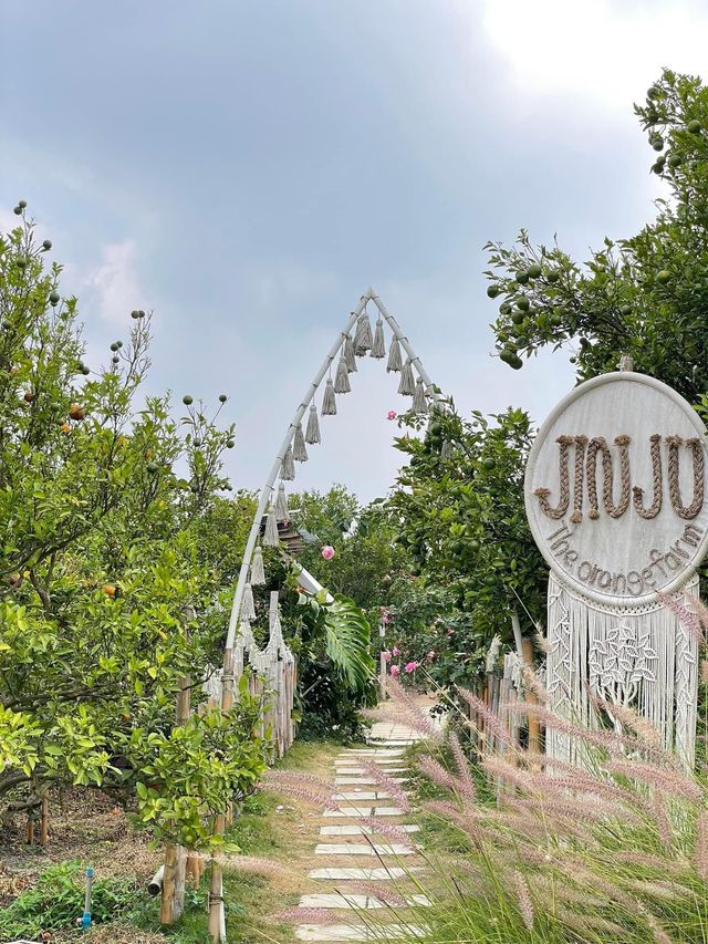 🍊 JINJU the orange farm - สวนส้มจินจู 🍊🧺🌳   🌳